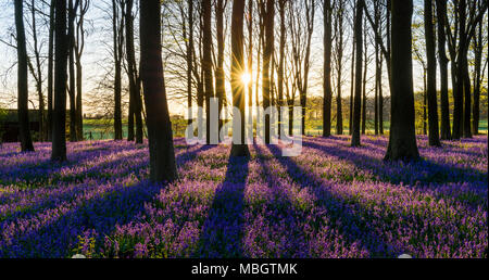 Sonnenaufgang in einem englischen Bluebell Wald im Frühling. King's Holz, Challock, Kent. Stockfoto