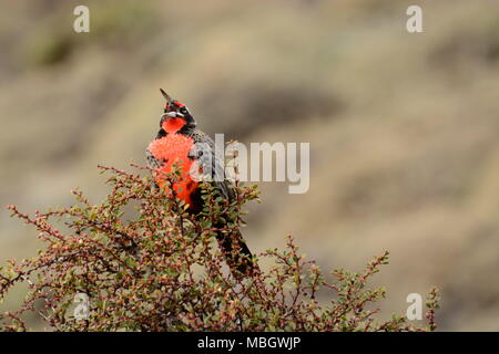 Männliche Long-tail Wiese Lerche saß oben auf der Bush Stockfoto