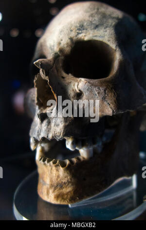 Menschliche Schädel aus Wrack der Mary Rose; Kriegsschiff der englischen Tudor navy von König Henry VIII. Die Mary Rose Museum, Historic Dockyard, Portsmouth. Großbritannien Stockfoto