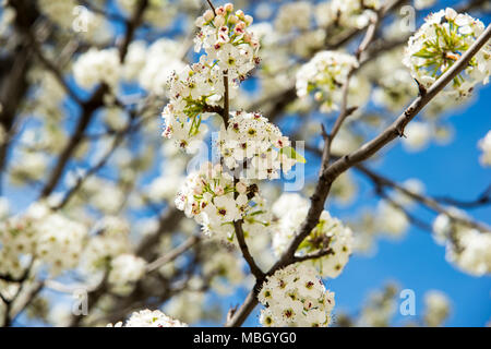 Kirschblüten im Jerte Tal Stockfoto