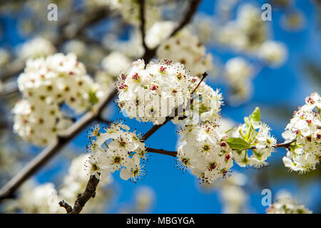 Kirschblüten im Jerte Tal Stockfoto