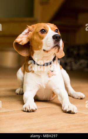 Ein erwachsener Hund der Beagle Rasse liegt auf dem Boden Stockfoto