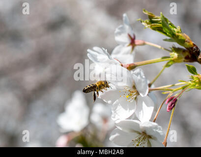 Cherry Blossom, Kirschbaum in voller Blüte mit einem Flying bee Stockfoto