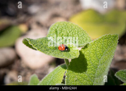 Marienkäfer sitzt auf einem grünen Blatt Stockfoto