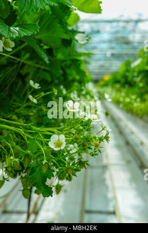 Bio Landwirtschaft in den Niederlanden, Niederländisches Glas Gewächshaus mit Erdbeere Pflanzen wachsen in der angehobenen Betten Nahaufnahme Stockfoto