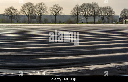 Neue Saison auf weißem Spargel Felder in Deutschland, den Niederlanden, bedeckt mit Kunststofffolie in Zeilen. Anbau von weißem Spargel Gemüse Stockfoto
