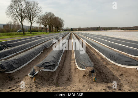 Neue Saison auf weißem Spargel Felder in Deutschland, den Niederlanden, bedeckt mit Kunststofffolie in Zeilen. Anbau von weißem Spargel Gemüse Stockfoto