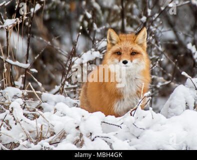 Ein roter Fuchs Pausen während der Jagd Stockfoto