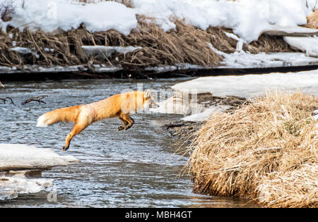 Ein roter Fuchs springt über einen Bach Stockfoto