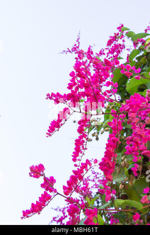 Mexikanische Kriechgang, Antigonon leptopus ist Zierpflanzen, die in Mexiko ist. Es ist ein Weinstock mit rosa oder weißen Blüten. Stockfoto