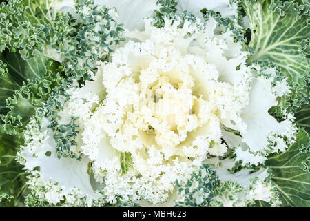 Weißen ornamentalen Kohl ist ein großer Garten Dekoration. Stockfoto