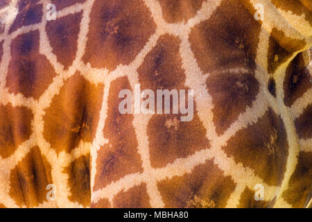 Eine Nahaufnahme einer Giraffe gemusterte Haut am 3. April 2018 Stockfoto