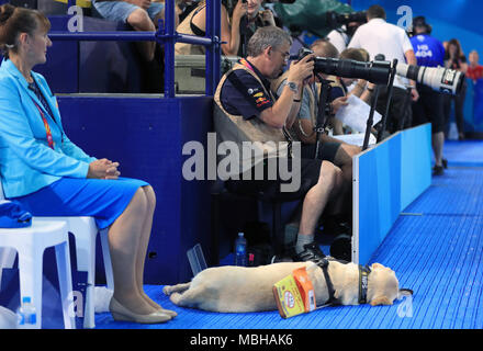 Ein Hund namens 'Leo' mit Photo Akkreditierung an der Gold Coast Aquatic Center bei Tag fünf der Commonwealth Games 2018 in der Gold Coast, Australien. PRESS ASSOCIATION Foto. Bild Datum: Montag, 9. April 2018. Siehe PA Geschichte COMMONWEALTH Schwimmen. Photo Credit: Mike Egerton/PA-Kabel. Einschränkungen: Nur für den redaktionellen Gebrauch bestimmt. Keine kommerzielle Nutzung. Kein Video-Emulation. Stockfoto