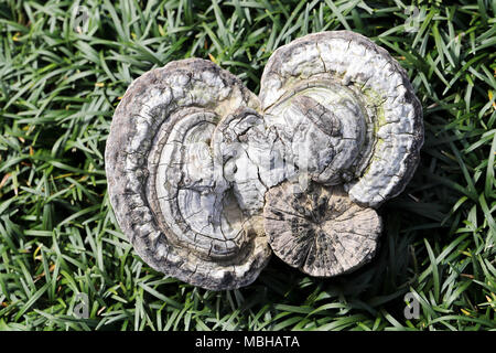 Fomes fomentarius wachsen auf Holz in gareden Fomes fomentarius wachsen auf Holz in gareden