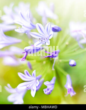 Bluebell Blumen in der Sonne mit selektiven Fokus und glatte Sonnenlicht. Closeup Schuß von Blue Bell Blumen. Lila Blumen Hintergrund. Stockfoto