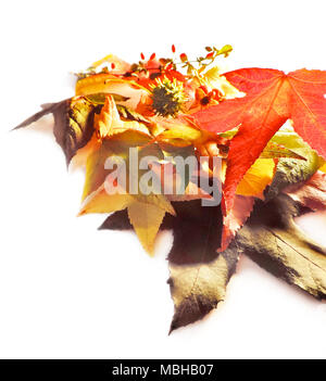 Blätter im Herbst oder im Herbst Laub, isoliert Blätter auf weißem Hintergrund. Herbst eine Blätter, isoliert auf Weiss mit kopieren. Stockfoto