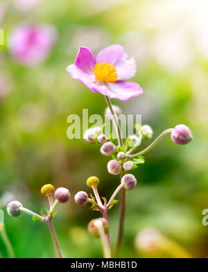 Anemone hupehensis oder fingerhut Unkraut im Sonnenlicht. Herbst Blumen, Blüten rosa mit selektiven Fokus und verschwommenen Hintergrund. Stockfoto