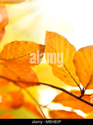 Blätter im Herbst oder Laub Hintergrund mit blur und Kopieren. Buche Blätter, orange Art. Stockfoto