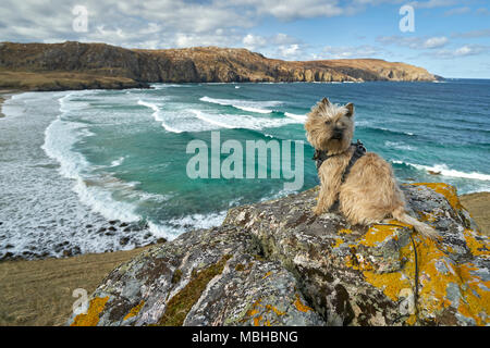 Cairn Terrier auf Big Rock in leuchtend gelben Flechten mit Blick auf Surf Beach mit tropischen Blick auf das Meer auf der Insel Lewis, Schottland abgedeckt. Stockfoto