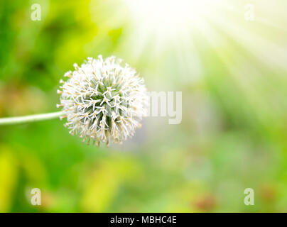 Weißer Knoblauch Blume in der Sonne mit selektiven Fokus und sanften Licht. Stockfoto