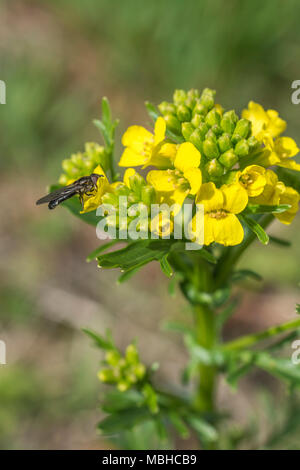 Nahaufnahme der Blüte oben Winter-Cress/Barbarea vulgaris - einmal als Lebensmittel gewachsen, aber jetzt als Wildpflanzen und Rauschen von Foragers betrachtet. Stockfoto