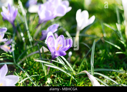 Lila Krokusse, Frühlingsblumen wit selektiven Fokus. Idyllische Frühlingswiese und blauen Krokus Blumen. Stockfoto