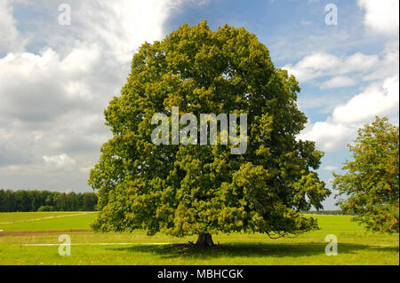 Single big Linde im Feld mit perfekter Baumkrone. Stockfoto