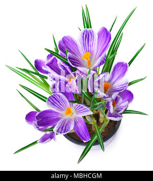 Lila Krokusse, Frühlingsblumen wit selektiven Fokus. Isolierte blau crocus Blumen. Auf weissem Hintergrund. Stockfoto