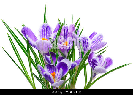 Lila Krokusse, Frühlingsblumen wit selektiven Fokus. Isolierte blau crocus Blumen. Auf weissem Hintergrund. Stockfoto