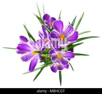 Lila Krokusse, Frühlingsblumen wit selektiven Fokus. Isolierte blau crocus Blumen. Auf weissem Hintergrund. Stockfoto