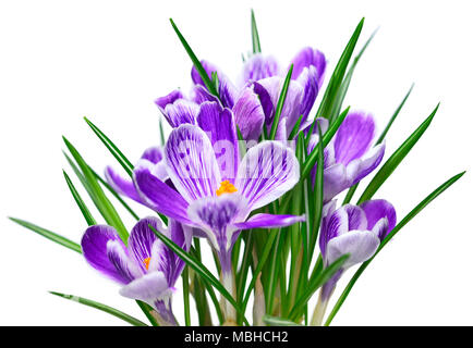 Lila Krokusse, Frühlingsblumen wit selektiven Fokus. Isolierte blau crocus Blumen. Auf weissem Hintergrund. Stockfoto