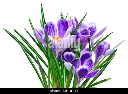 Lila Krokusse, Frühlingsblumen wit selektiven Fokus. Isolierte blau crocus Blumen. Auf weissem Hintergrund. Stockfoto