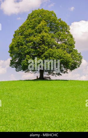 Single big Linde im Feld mit perfekter Baumkrone. Stockfoto