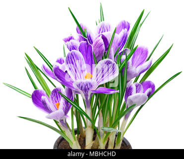 Lila Krokusse, Frühlingsblumen wit selektiven Fokus. Isolierte blau crocus Blumen. Auf weissem Hintergrund. Stockfoto