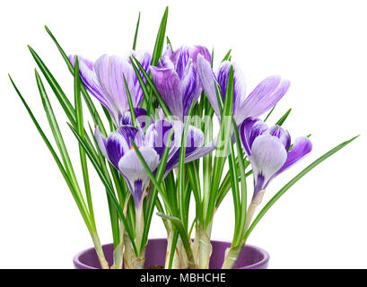 Lila Krokusse, Frühlingsblumen wit selektiven Fokus. Isolierte blau crocus Blumen. Auf weissem Hintergrund. Stockfoto