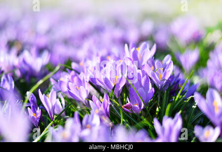 Lila Krokusse, Frühlingsblumen wit selektiven Fokus. Idyllische Frühlingswiese und blauen Krokus Blumen. Stockfoto