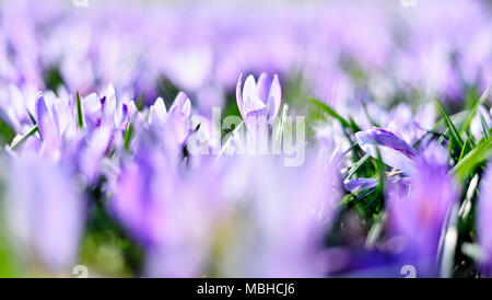 Lila Krokusse, Frühlingsblumen wit selektiven Fokus. Idyllische Frühlingswiese und blauen Krokus Blumen. Stockfoto