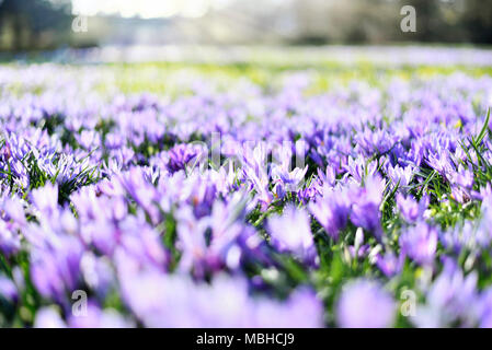 Lila Krokusse, Frühlingsblumen wit selektiven Fokus. Idyllische Frühlingswiese und blauen Krokus Blumen. Stockfoto