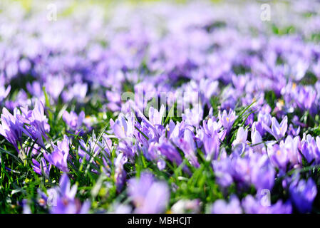 Lila Krokusse, Frühlingsblumen wit selektiven Fokus. Idyllische Frühlingswiese und blauen Krokus Blumen. Stockfoto