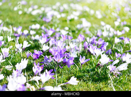 Lila Krokusse, Frühlingsblumen wit selektiven Fokus. Idyllische Frühlingswiese und blauen Krokus Blumen. Stockfoto