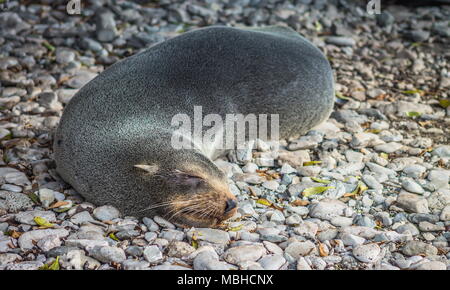 Schließen Sie herauf Bild eines Fell Dichtung schlafen auf der Kaikoura Küste von Neuseeland. Stockfoto