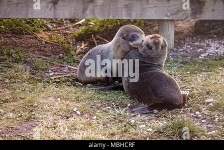 Ein paar Baby Fell Jungrobben spielen neben einem Holzsteg in Kaikoura, Neuseeland. Stockfoto