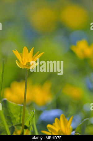 Camas, Eranthis Hiemalis in Park Stockfoto