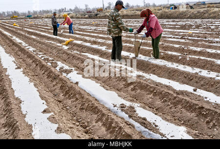 April 10, 2018 - Zhangye, Zhangye, China - Zhangye, China 10. April 2018: Bauern beschäftigt sich mit dem wachsen Kartoffeln in Zhangye im Nordwesten der chinesischen Provinz Gansu. (Bild: © SIPA Asien über ZUMA Draht) Stockfoto