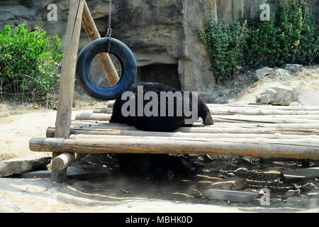 Peking, China. 11 Apr, 2018. Peking, China - die schwarzen Bären im Zoo in Peking. Credit: SIPA Asien/ZUMA Draht/Alamy leben Nachrichten Stockfoto