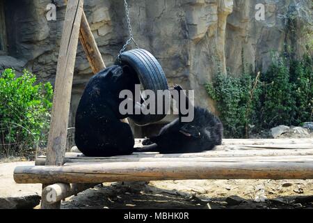 Peking, China. 11 Apr, 2018. Peking, China - die schwarzen Bären im Zoo in Peking. Credit: SIPA Asien/ZUMA Draht/Alamy leben Nachrichten Stockfoto