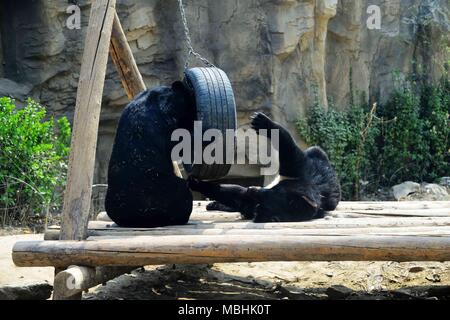 Peking, China. 11 Apr, 2018. Peking, China - die schwarzen Bären im Zoo in Peking. Credit: SIPA Asien/ZUMA Draht/Alamy leben Nachrichten Stockfoto