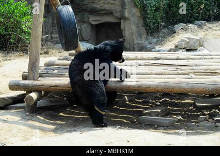 Peking, China. 11 Apr, 2018. Peking, China - die schwarzen Bären im Zoo in Peking. Credit: SIPA Asien/ZUMA Draht/Alamy leben Nachrichten Stockfoto