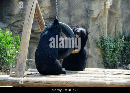 Peking, China. 11 Apr, 2018. Peking, China - die schwarzen Bären im Zoo in Peking. Credit: SIPA Asien/ZUMA Draht/Alamy leben Nachrichten Stockfoto