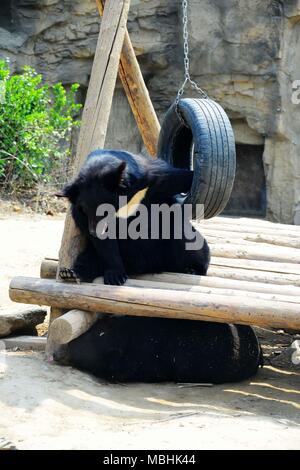 Peking, China. 11 Apr, 2018. Peking, China - die schwarzen Bären im Zoo in Peking. Credit: SIPA Asien/ZUMA Draht/Alamy leben Nachrichten Stockfoto